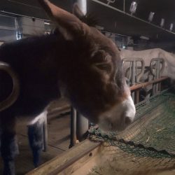 Lea_stall Lea_stall